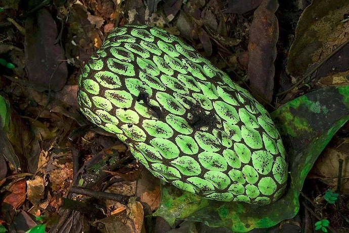 jungle sop