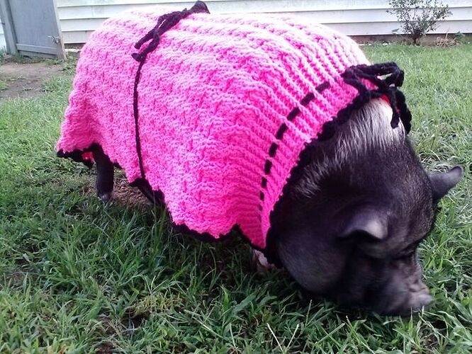 Organismele calde preferă grăsime saturată